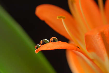 three crystal drops on the orange flowerの写真素材
