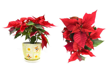 christmas flowerの写真素材