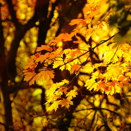 autumn yellow leaves