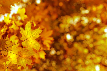 autumn yellows leavesの写真素材