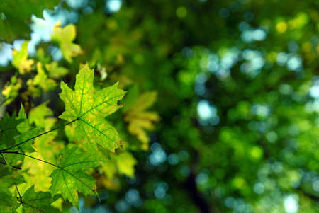 green autumn leavesの写真素材