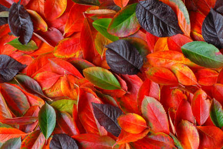 autumn leaves backgroundの写真素材