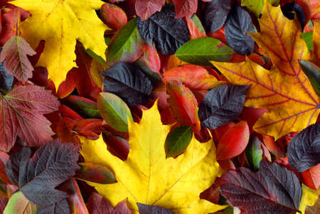 autumn leaves backgroundの写真素材