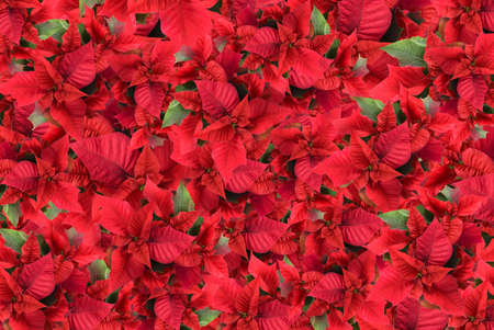 christmas flower backgroundの写真素材