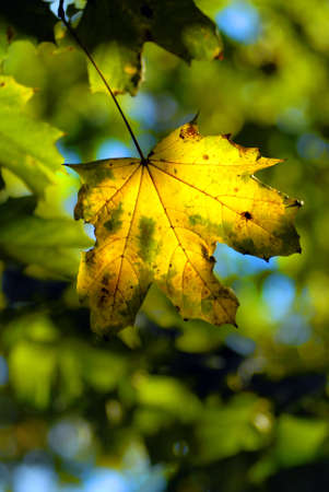 autumn maple leave