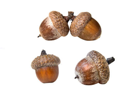 different acorns isolated on whiteの写真素材
