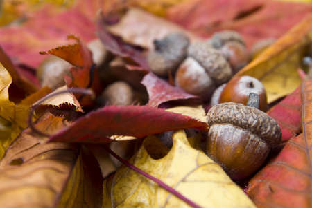 acorns with autumn leavesの写真素材