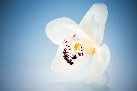 white orchid  on blueの写真素材