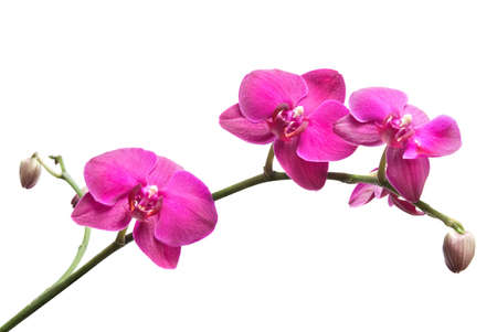 pink orchid  isolated on whiteの写真素材