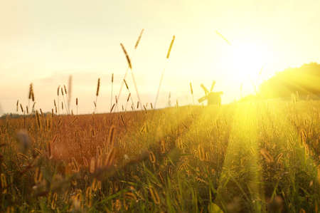 field on sunsetの写真素材