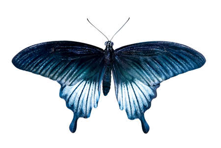 blue tropical butterfly isolated on whiteの写真素材