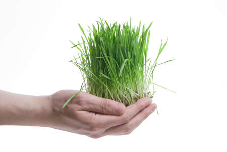 human hand holding green grass on white
