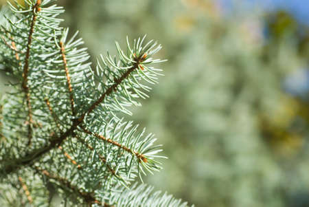 branch of green christmas treeの写真素材