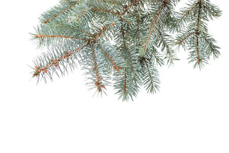 Branch of christmas fir tree isolated on whiteの写真素材