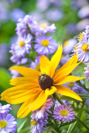 flowersの写真素材