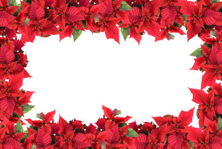christmas frame from poinsettias isolated on whiteの写真素材