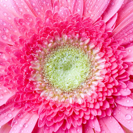 Pink daisy-gerbera with water drops isolated on whiteの写真素材