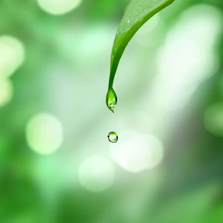 Green leaf with water dropの写真素材