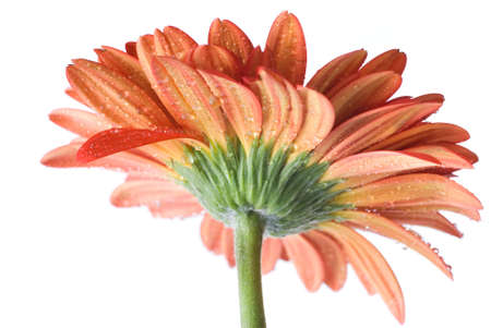 Red daisy-gerbera with water drops isolated on whiteの写真素材