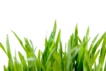 close-up green grass isolated on whiteの写真素材