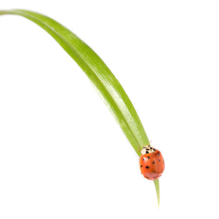 red ladybug on green grass isolated on whiteの写真素材