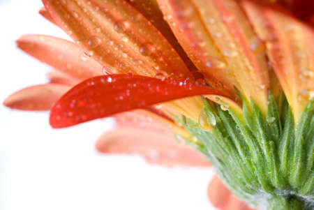 Macro of red daisy-gerbera head with water drops isolated on whiteの写真素材
