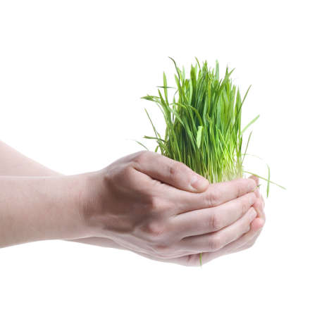 human hand holding green grass on whiteの写真素材