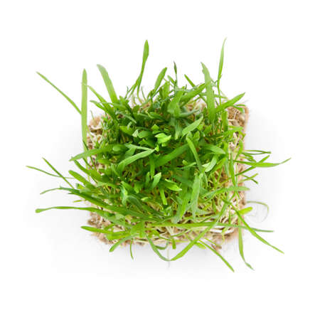 close-up green grass with roots isolated on whiteの写真素材