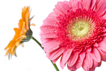 Pink daisy-gerbera with water drops isolated on whiteの写真素材