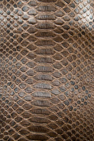 brown crocodile textureの写真素材