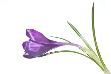 single crocus isolated on whiteの写真素材