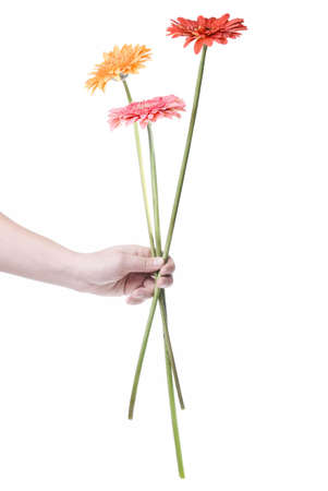 Bouquet from daisy-gerbera in hand isolated on whiteの写真素材