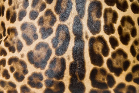 Leopard skin backgroundの写真素材