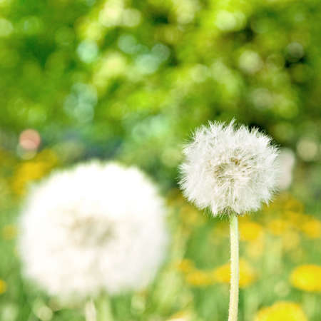dandelions on green nature backgroundの写真素材