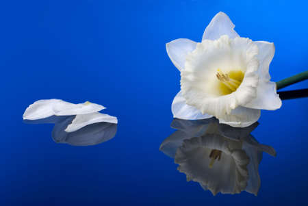 white narcissus on blue backgroundの写真素材