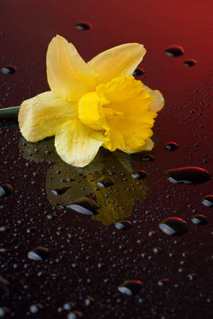 yellow narcissus on red background with water dropsの写真素材