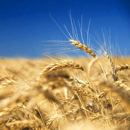 golden wheat against blue skyの写真素材