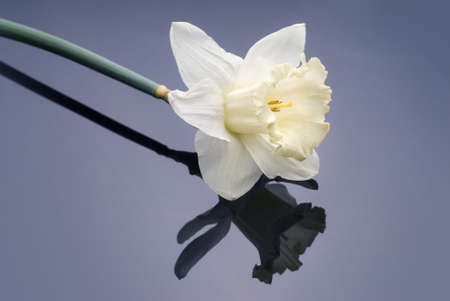 white narcissus on grey backgroundの写真素材