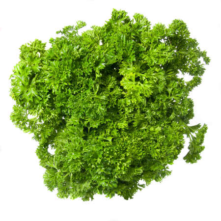 Bouquet of parsley isolated on whiteの写真素材