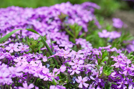 purple flowers in the gardenの写真素材