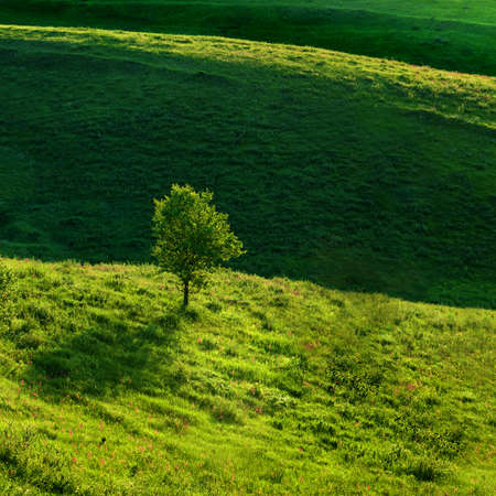 Green meadow and treeの写真素材