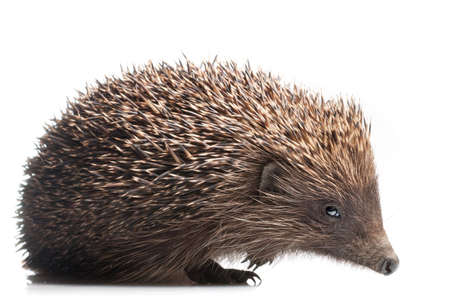 hedgehog isolated on whiteの写真素材