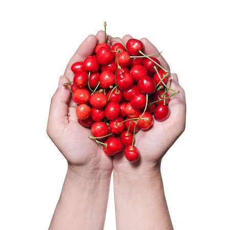 hands holding red cherry isolated on whiteの写真素材