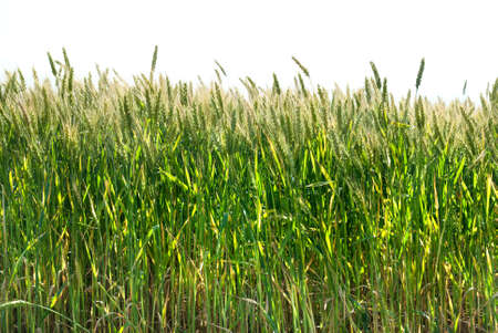 green wheat isolated on whiteの写真素材