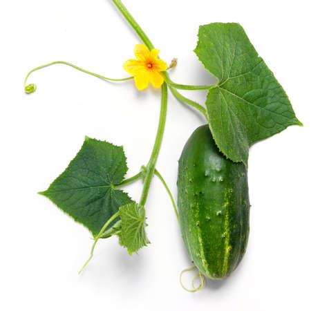 green cucumber with leaves and flower isolated on whiteの写真素材