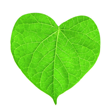 green leaf in shape of heart isolated on white