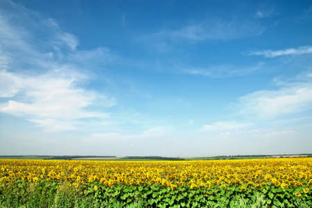 sunflower field over blue skyの写真素材