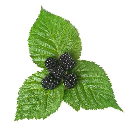 blackberry on green leaf isolated on whiteの写真素材