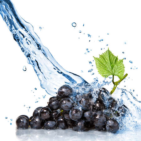 blue grape with water splash isolated on whiteの写真素材