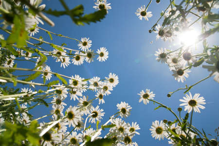 white chamomiles against blue sky and sun